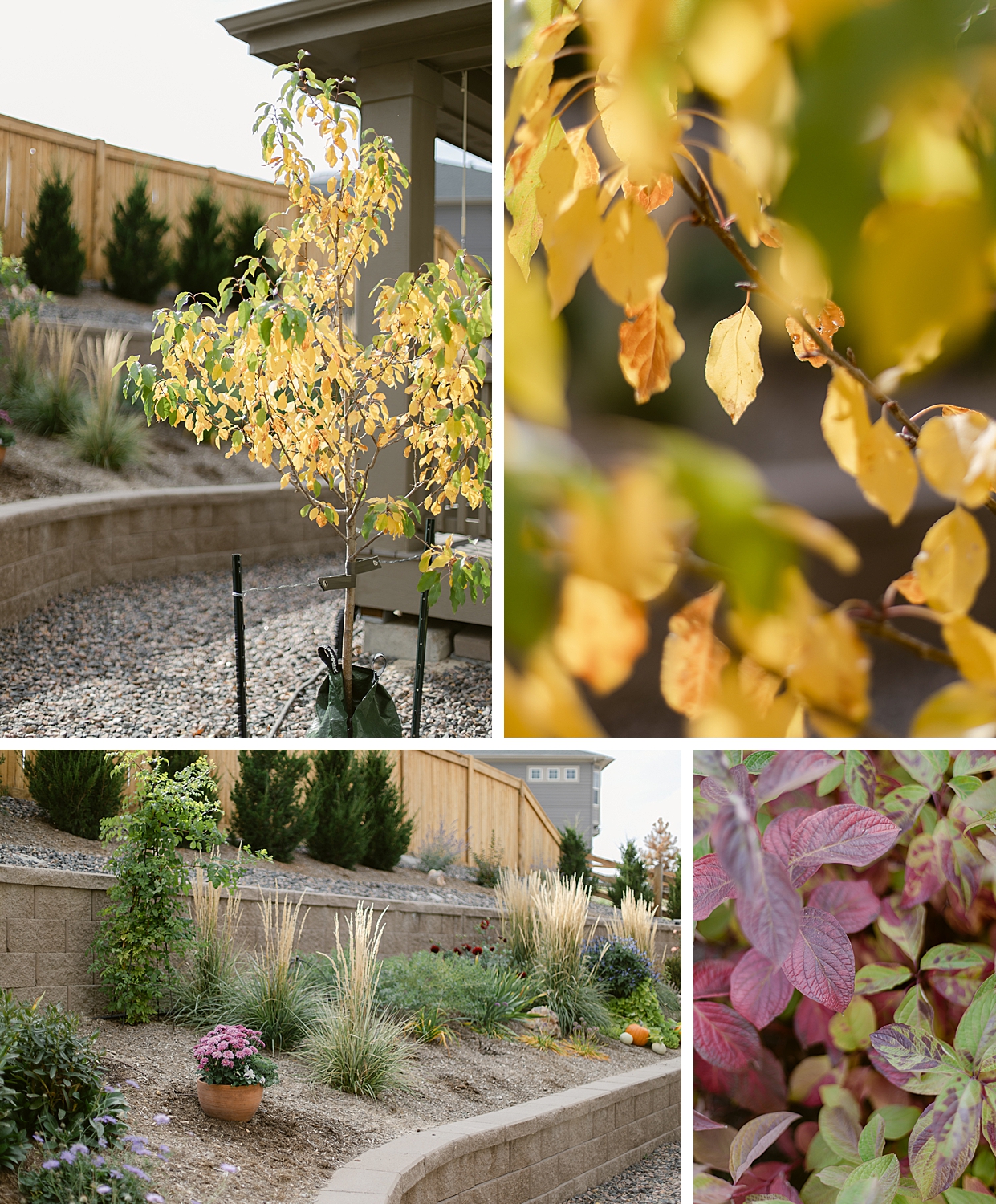 A Floral Photographer's Garden - 2022 October