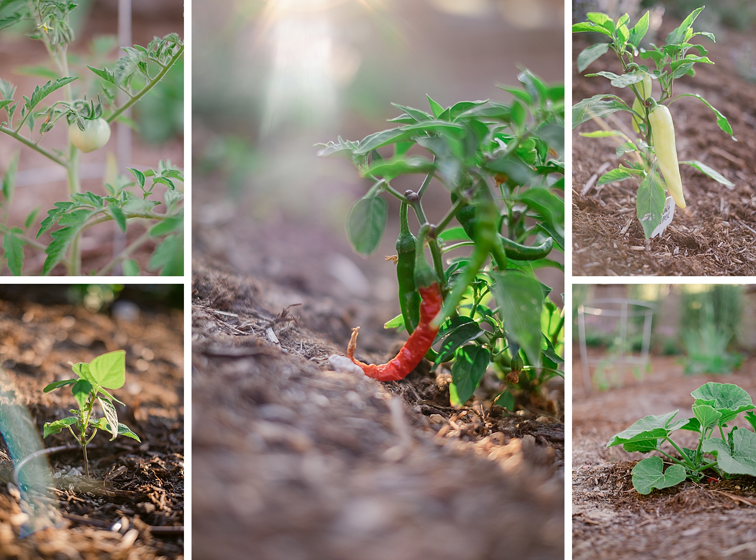 2022 July Garden Tour of floral photographer Brenda Landrum living in Zone 5b Colorado.