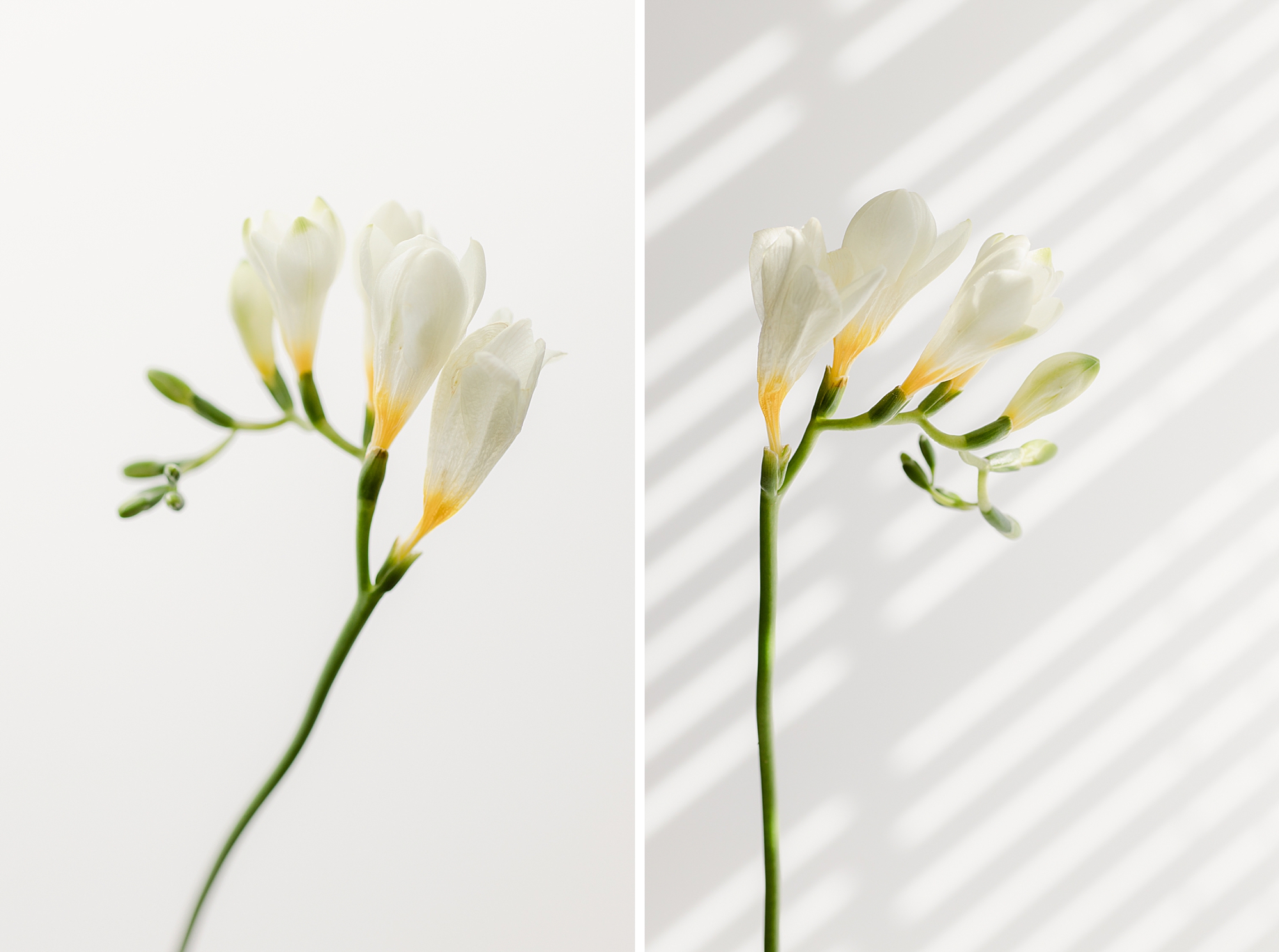 White Freesia Floral Bloom - Flower Portrait - Brenda Landrum Creative Studio Castle Pines, Colorado