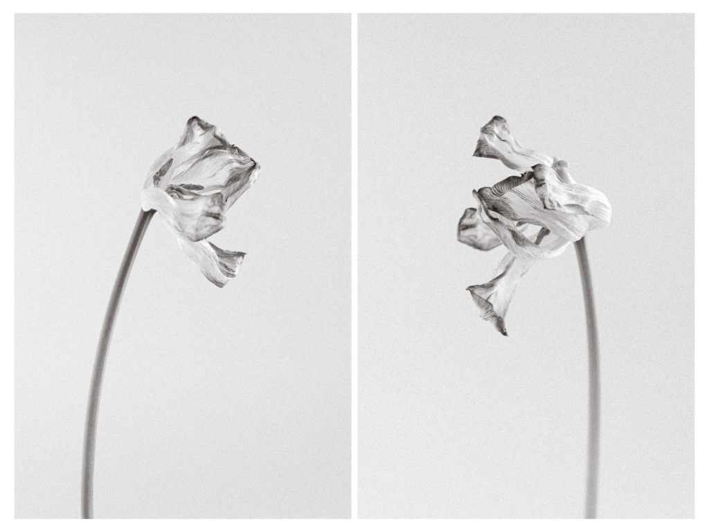 Withering Tulip, Fine Art Floral Photography by Brenda Landrum of Castle Rock, Colorado