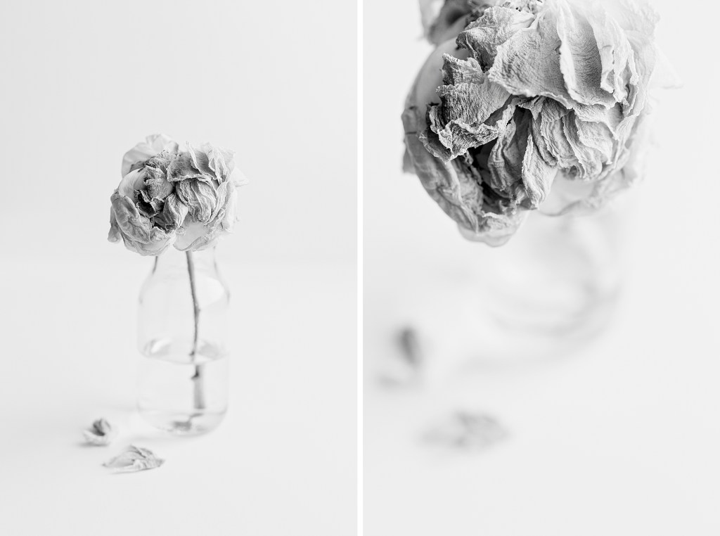Life of a Peony, from bud to dried by Floral Photographer Brenda Landrum in Castle Pines, Colorado