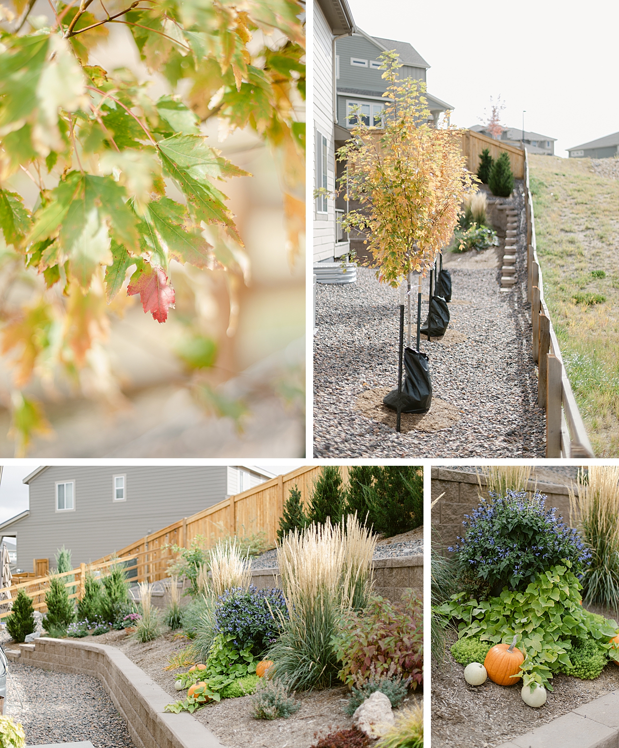 A Floral Photographer's Garden - 2022 October