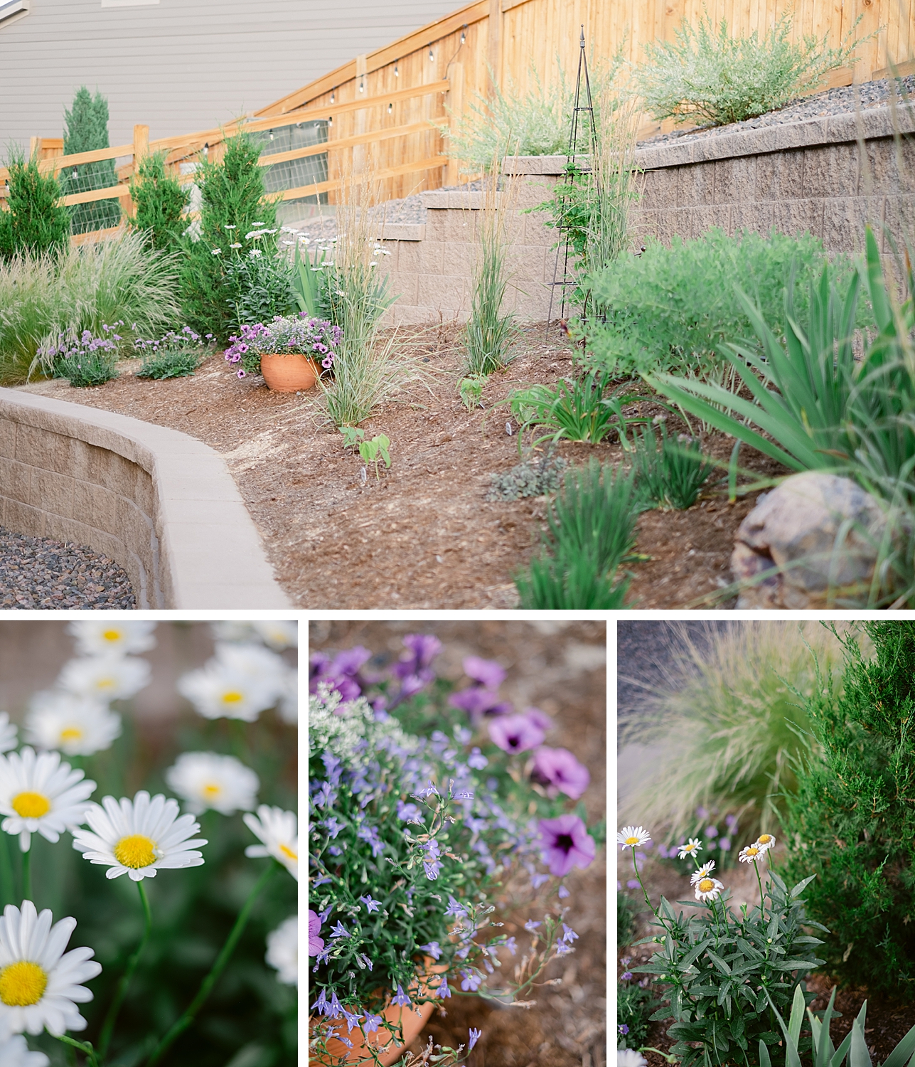 2022 July Garden Tour of floral photographer Brenda Landrum living in Zone 5b Colorado.