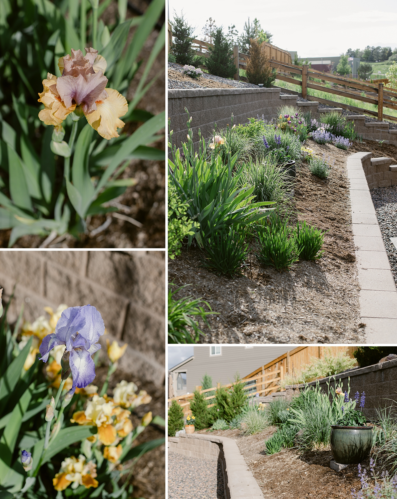 2023 May's Garden, floral photographer's personal Colorado garden.