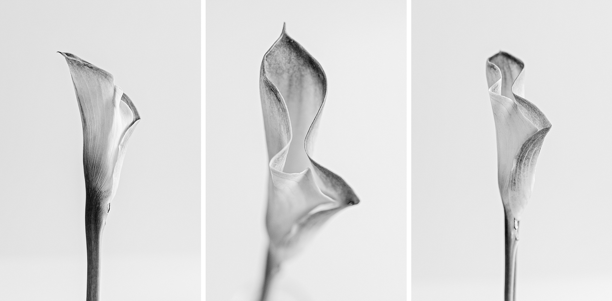 One Cala Lily bloom photographed in studio using natural light by photographer Brenda Landrum of Castle Rock, Colorado