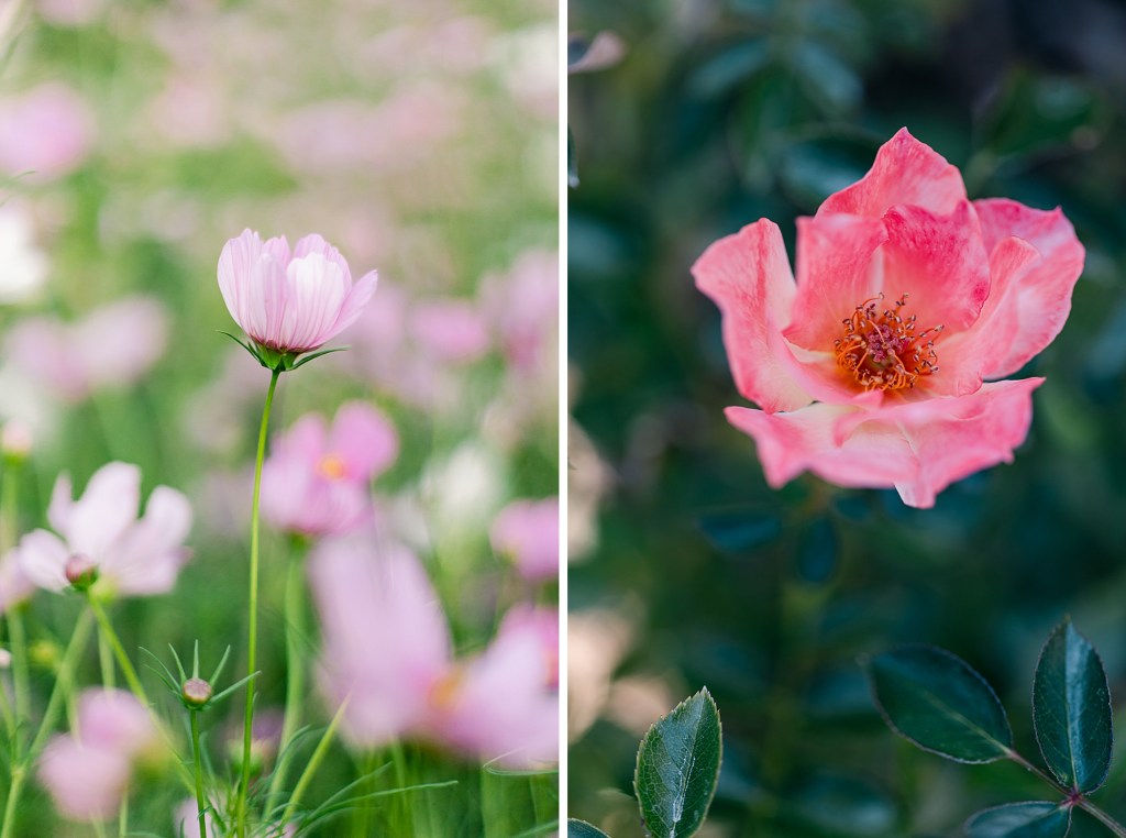 2021 Favorites, Fine Art Floral Photographer Brenda Landrum