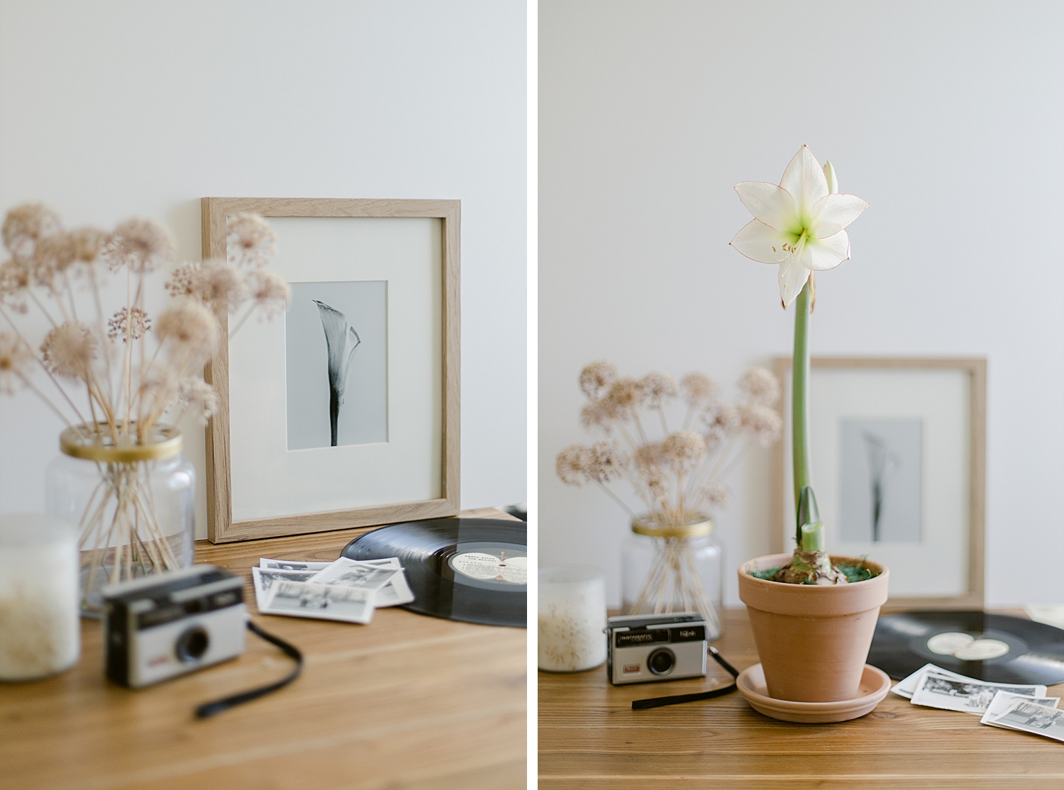 Potted amaryllis bulb, dried allium blooms, framed floral fine art print, vintage camera, vintage Beatles record, still life photography, Brenda Landrum of Colorado
