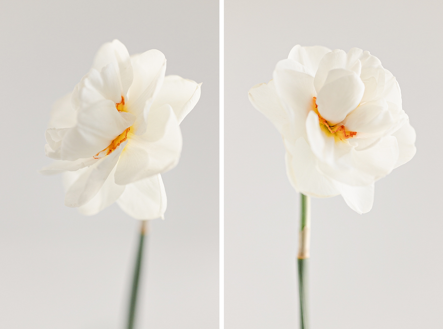 Acropolis Daffodil from Colorblends, Floral Photographer 2022 Spring Garden