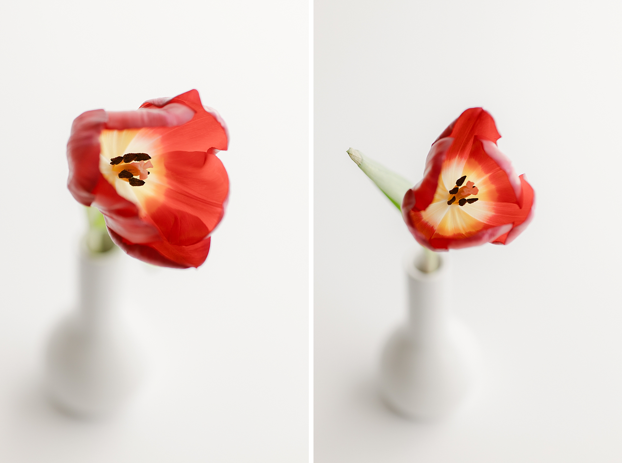Beautiful Red Tulip photographed in a natural light studio in Castle Pines by photographer Brenda Landrum