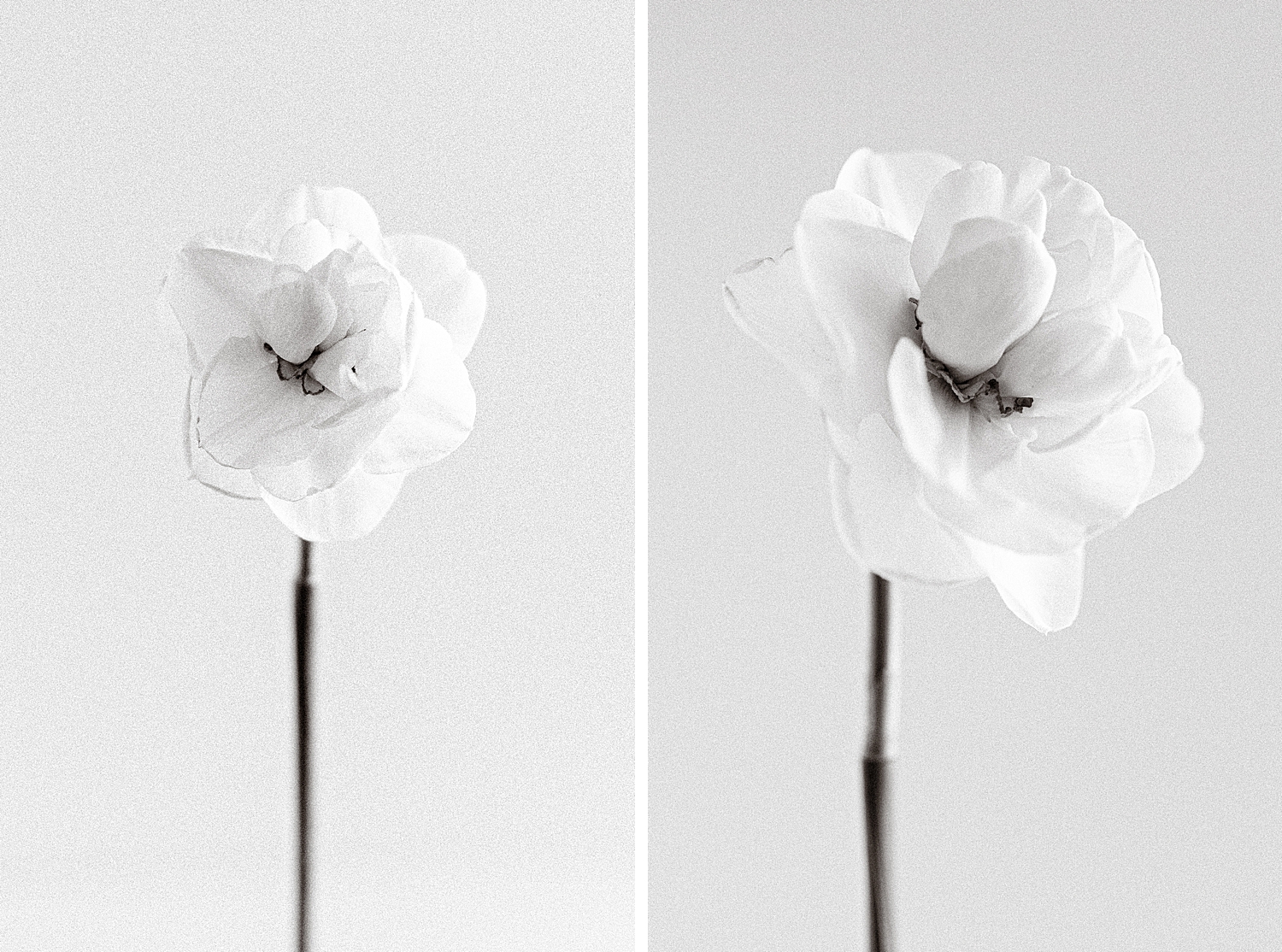 Acropolis Daffodil from Colorblends, Floral Photographer 2022 Spring Garden