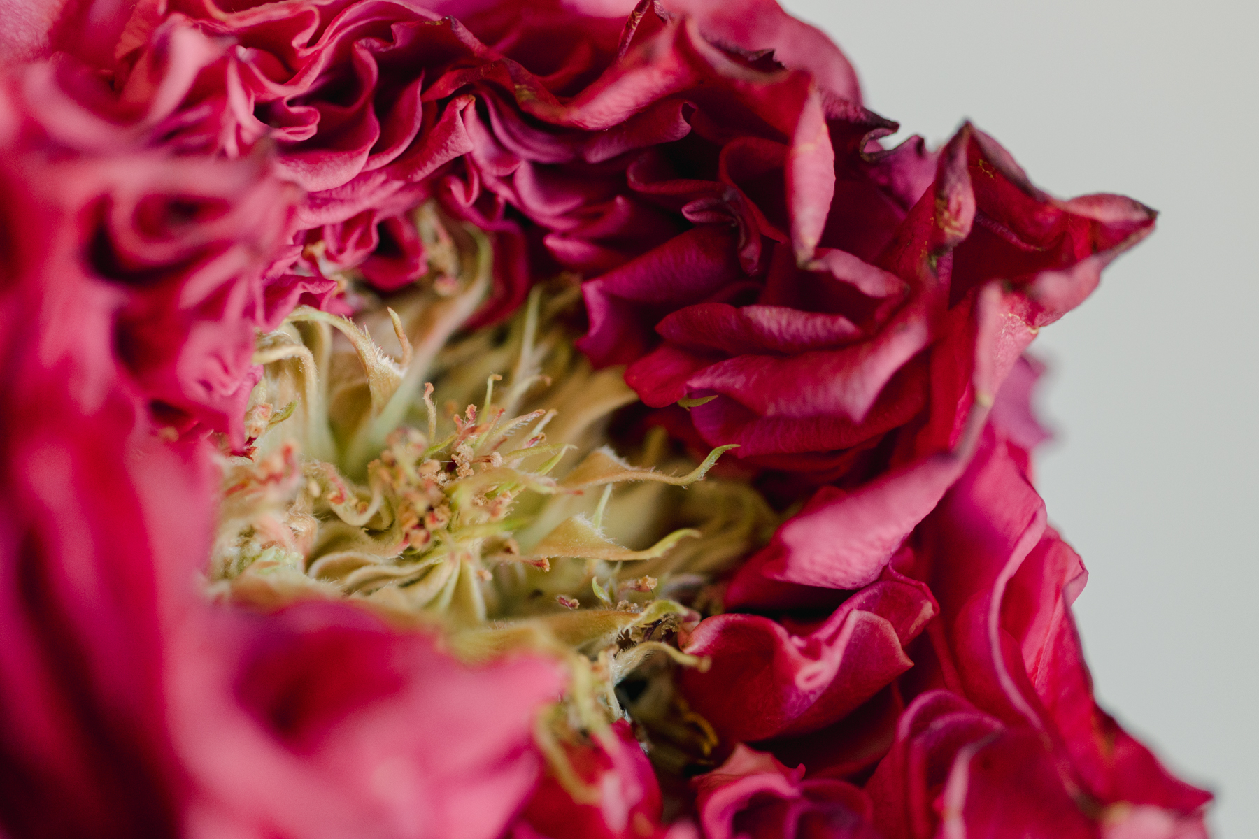 Country Garden Rose by Fine Art Photographer Brenda Landrum in Castle Rock, Colorado