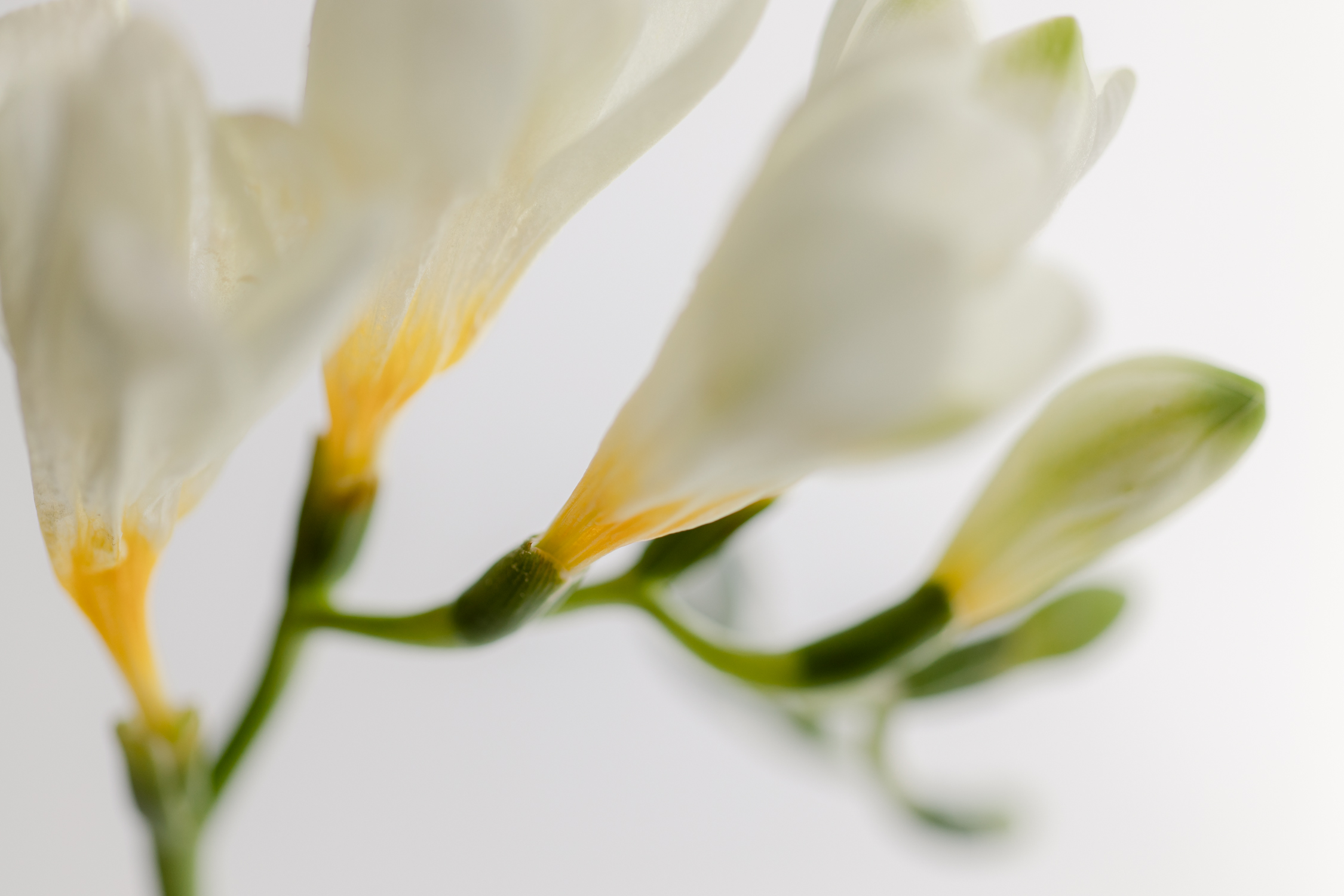 White Freesia Floral Bloom - Flower Portrait - Brenda Landrum Creative Studio Castle Pines, Colorado