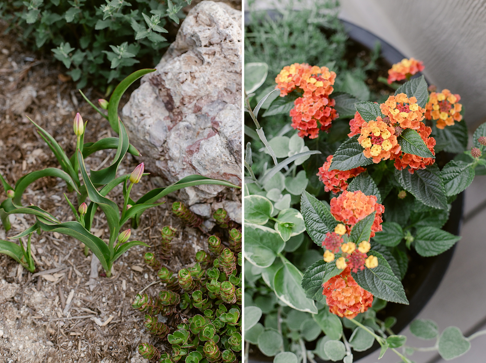 2023 May's Garden, floral photographer's personal Colorado garden.