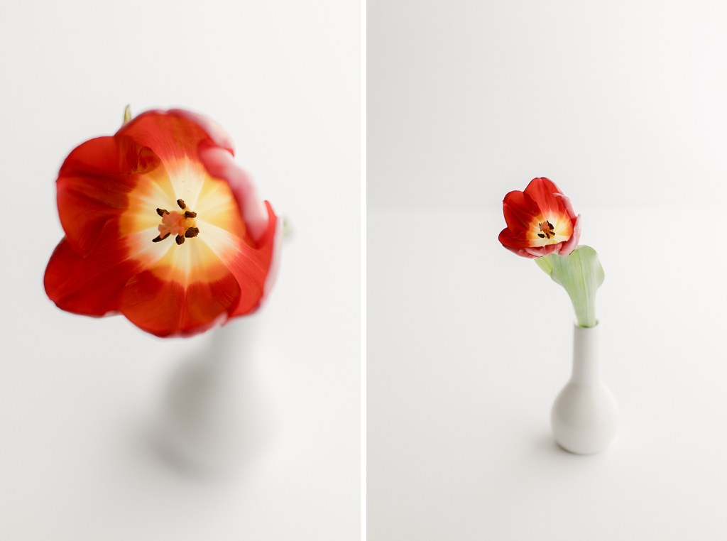 Beautiful Red Tulip photographed in a natural light studio in Castle Pines by photographer Brenda Landrum