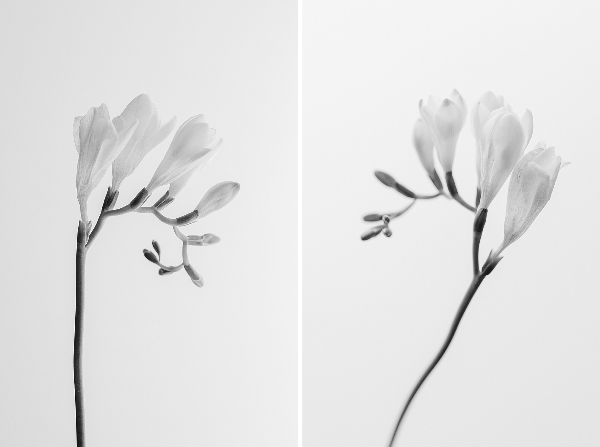 White Freesia Floral Bloom - Flower Portrait - Brenda Landrum Creative Studio Castle Pines, Colorado