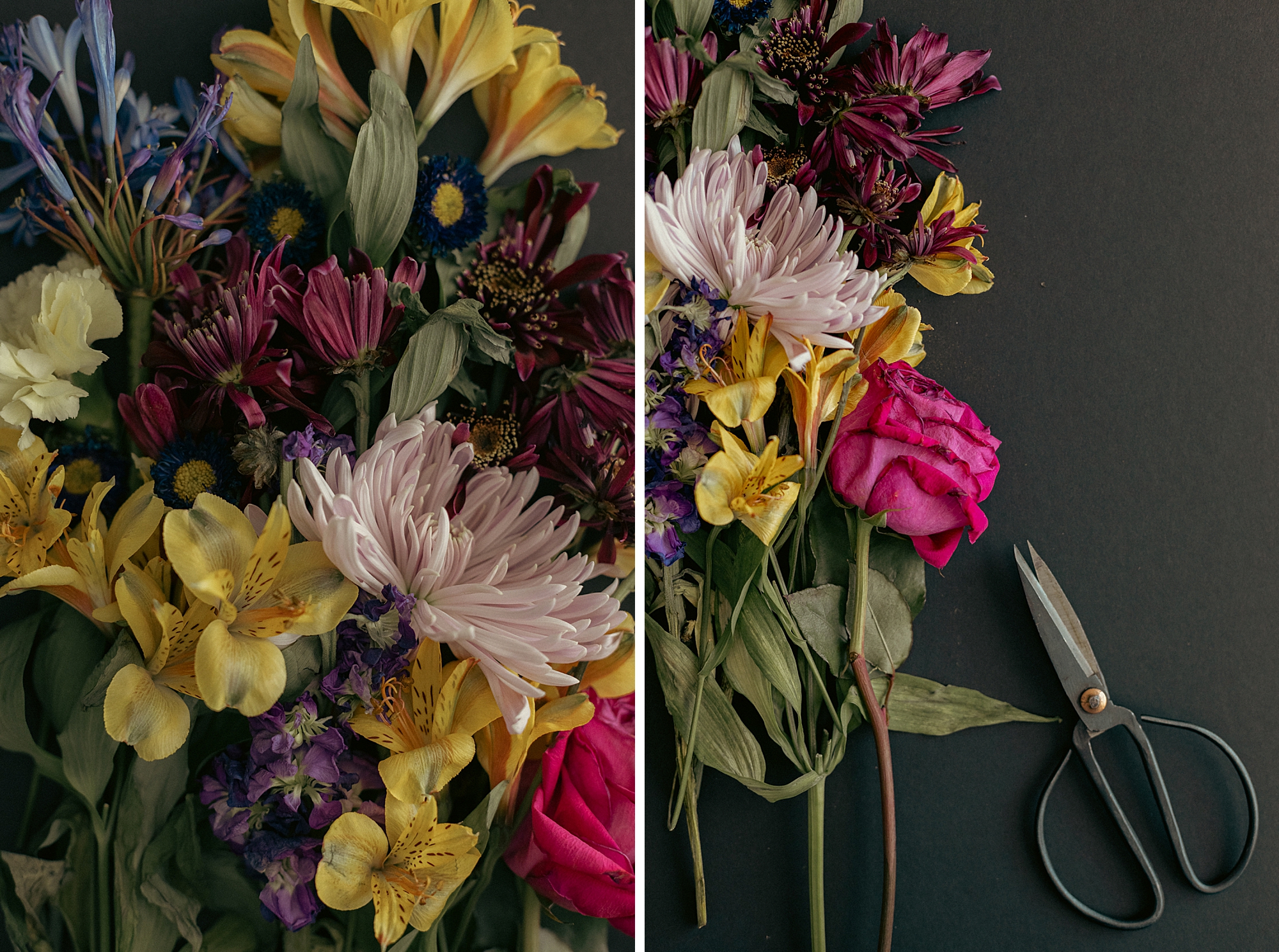 2022 Artist Goals, first floral collection of 2022, Floral Photographer Brenda Landrum of Castle Rock Colorado