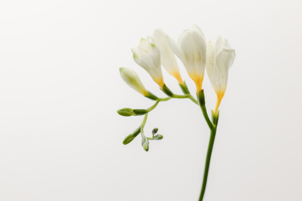 White Freesia Floral Bloom - Flower Portrait - Brenda Landrum Creative Studio Castle Pines, Colorado
