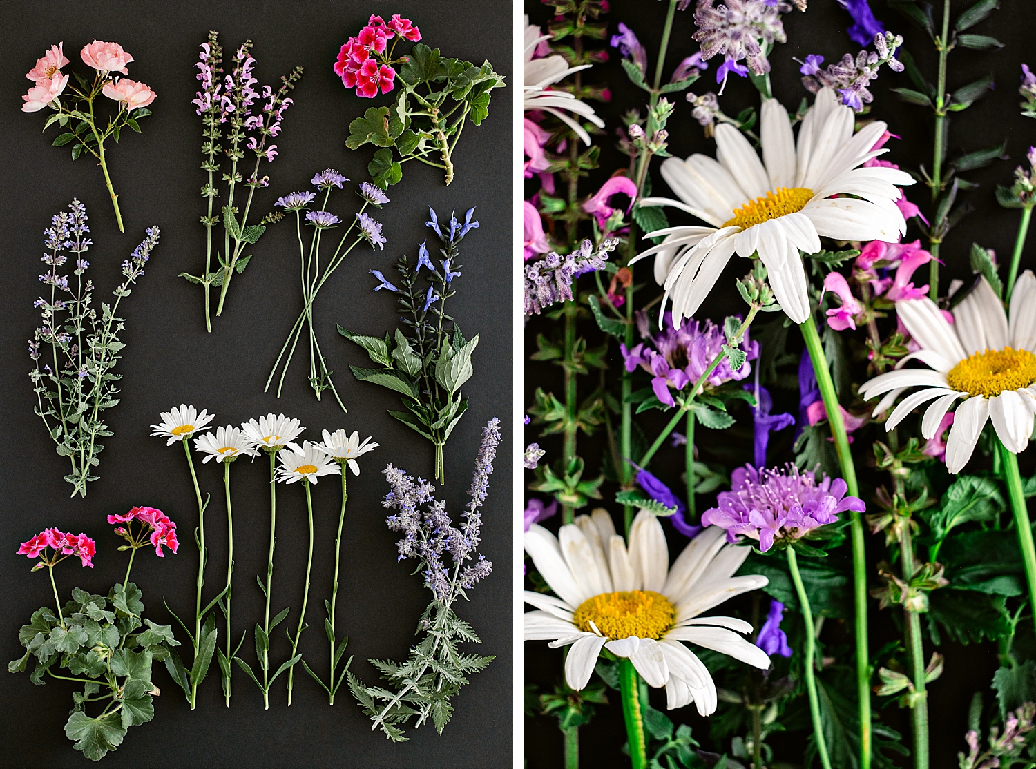 Blooming in the Garden Collection by floral photographer Brenda Landrum of Castle Rock Colorado