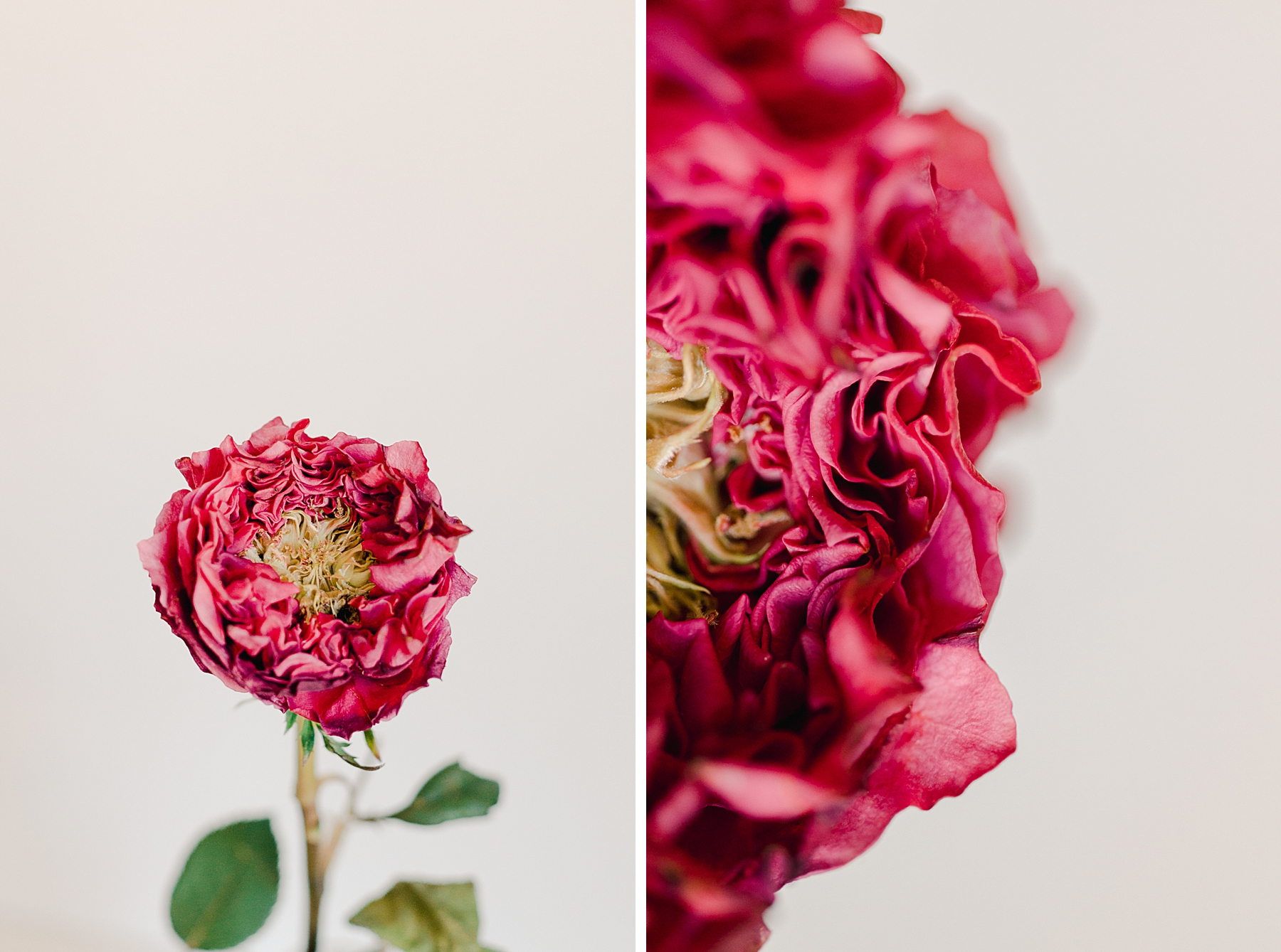 Country Garden Rose by Fine Art Photographer Brenda Landrum in Castle Rock, Colorado