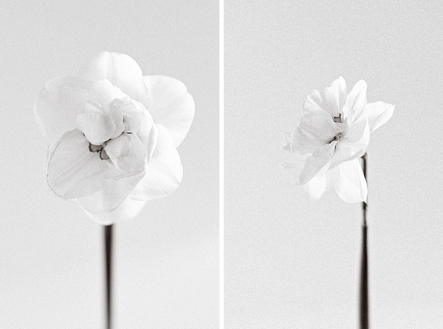 Acropolis Daffodil from Colorblends, Floral Photographer 2022 Spring Garden