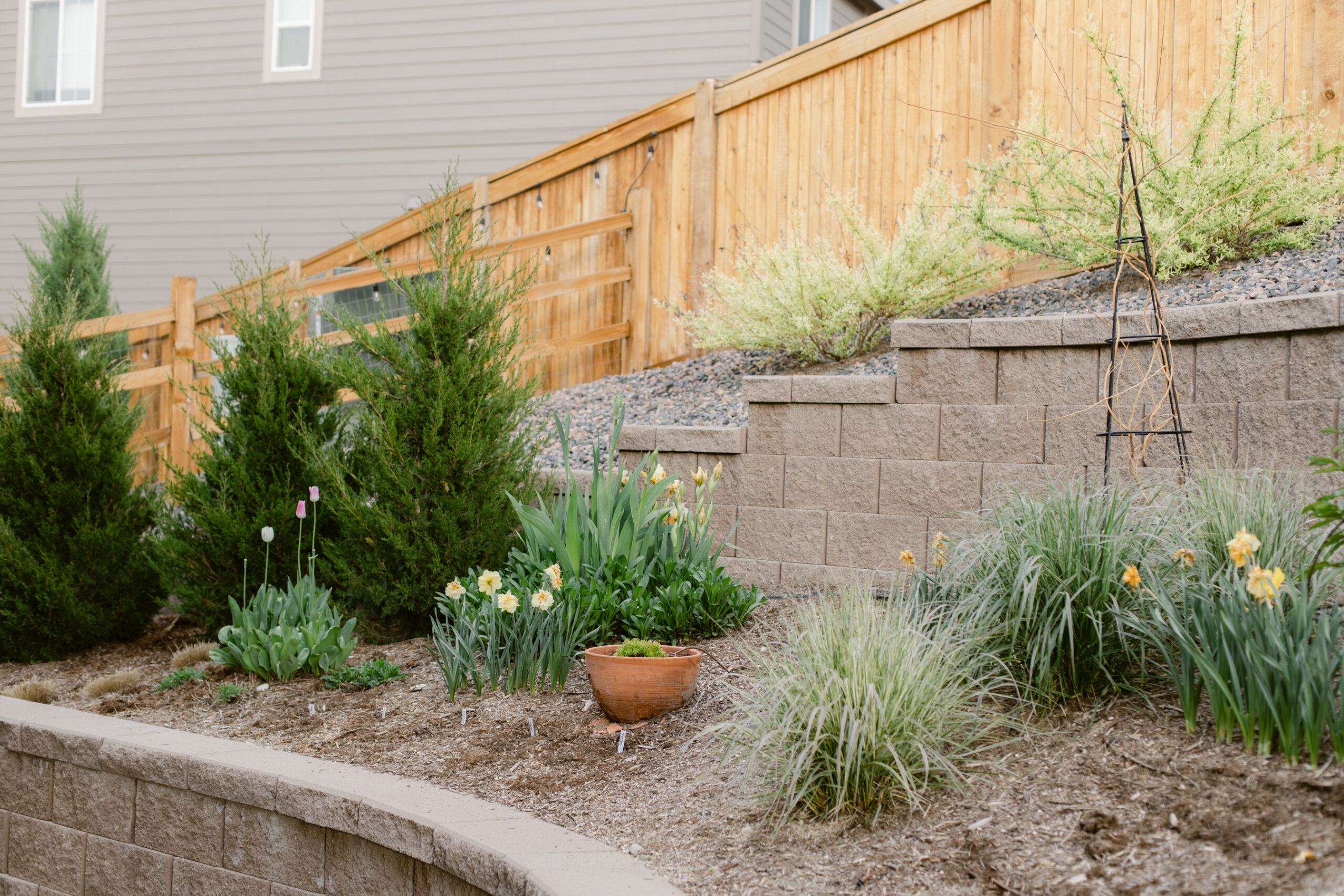 2023 May's Garden, floral photographer's personal Colorado garden.