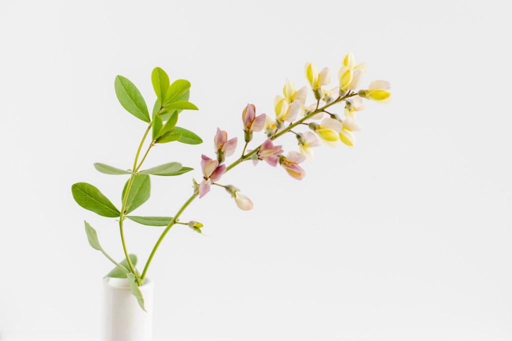 Baptisia Bloom shot in studio with natural light by Floral Photographer Brenda Landrum of Castle Pines, Colorado