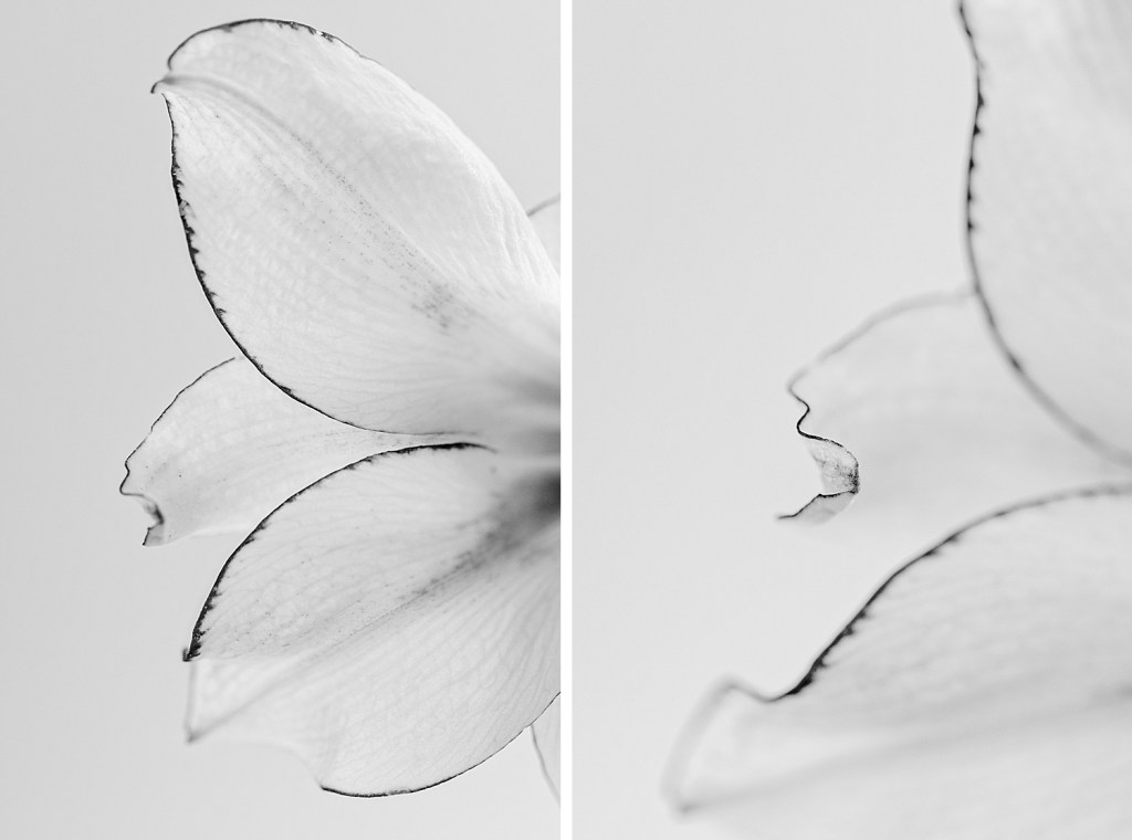 Amaryllis fine art photography by Brenda Landrum