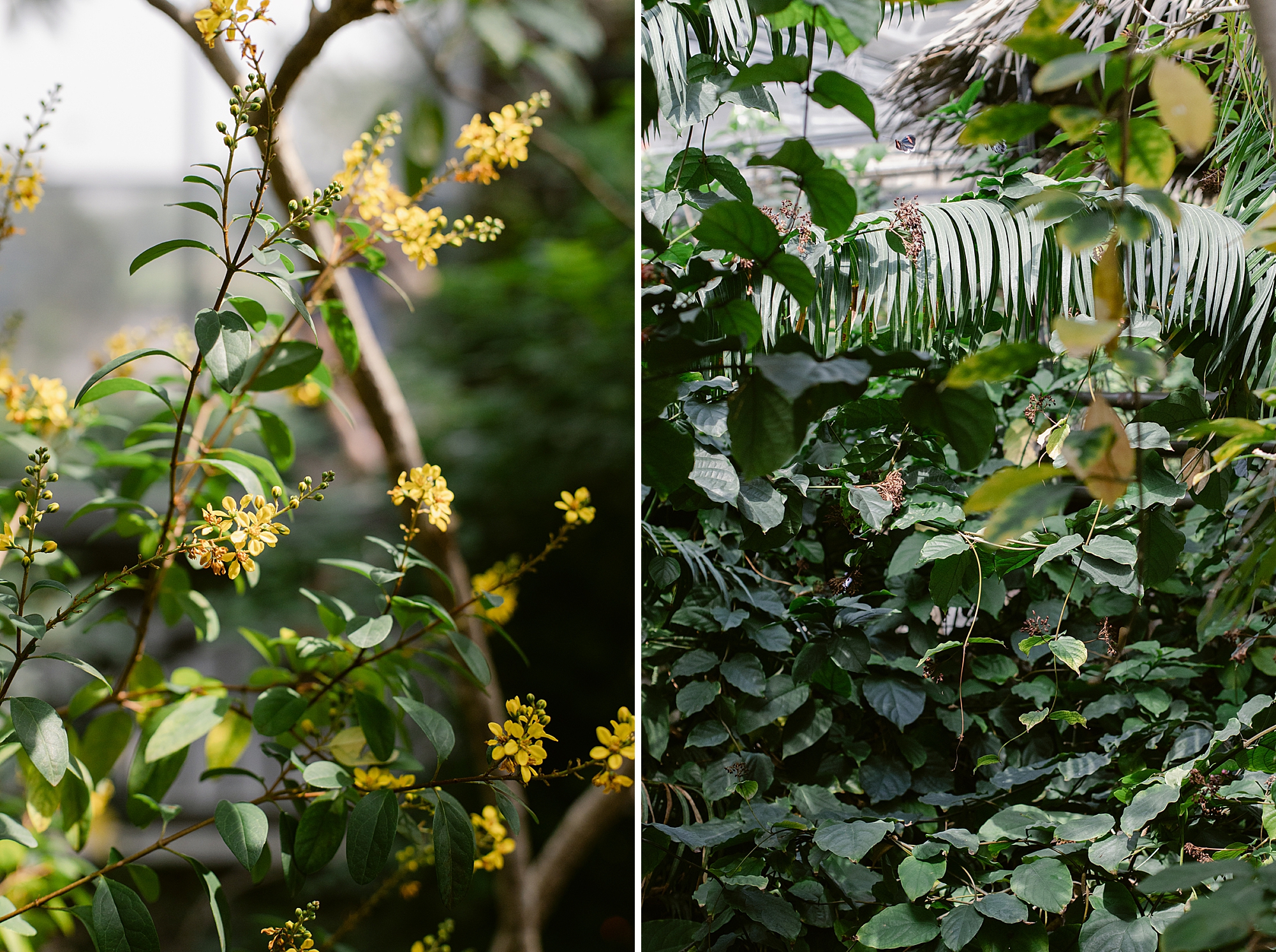 Denver Butterfly Pavilion May 2023, Brenda Landrum Photographer