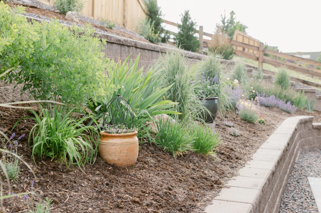 2023 June Garden, floral photographer's personal Colorado garden.