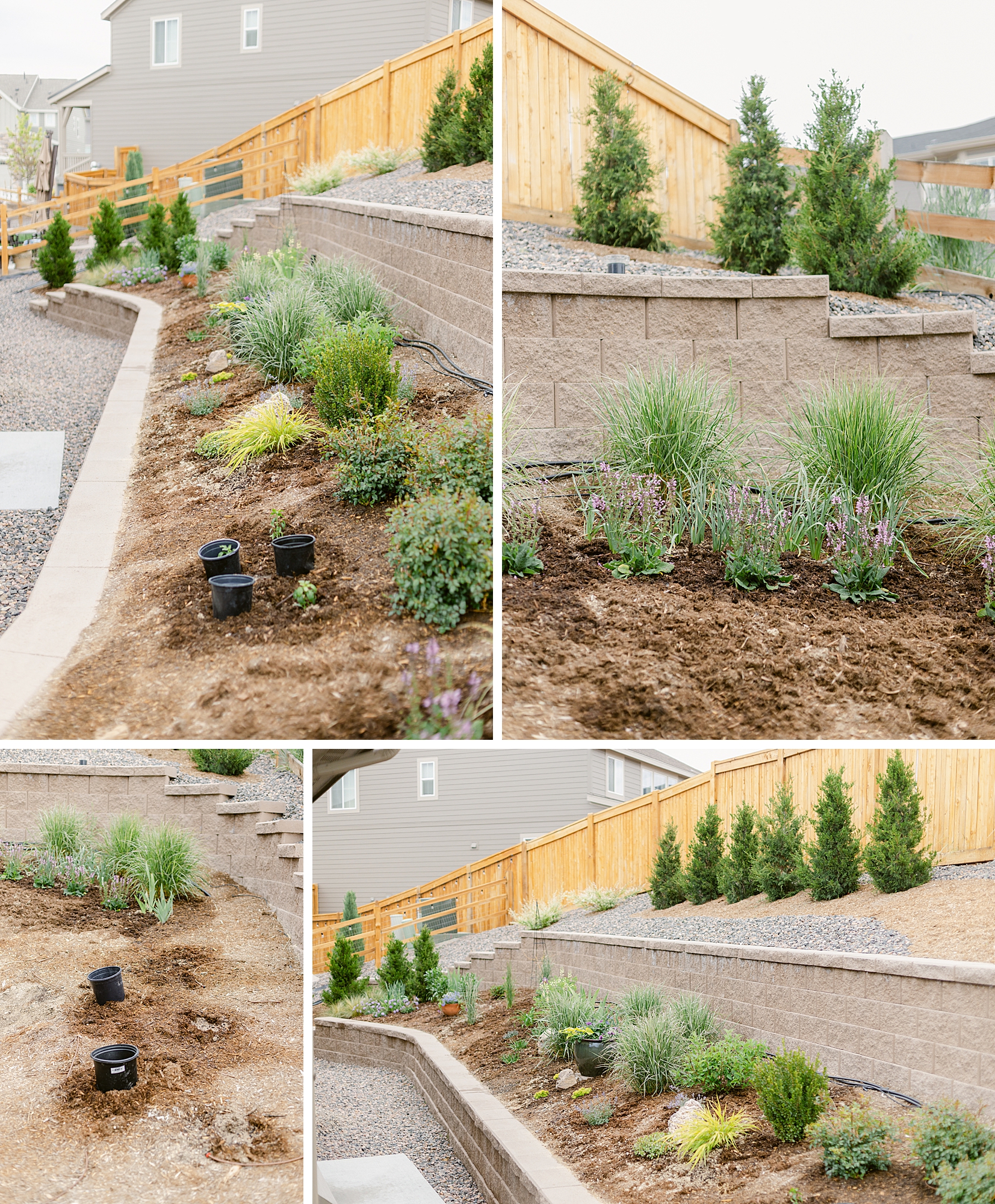 2022 June Garden Tour of floral photographer Brenda Landrum living in Zone 5b Colorado.