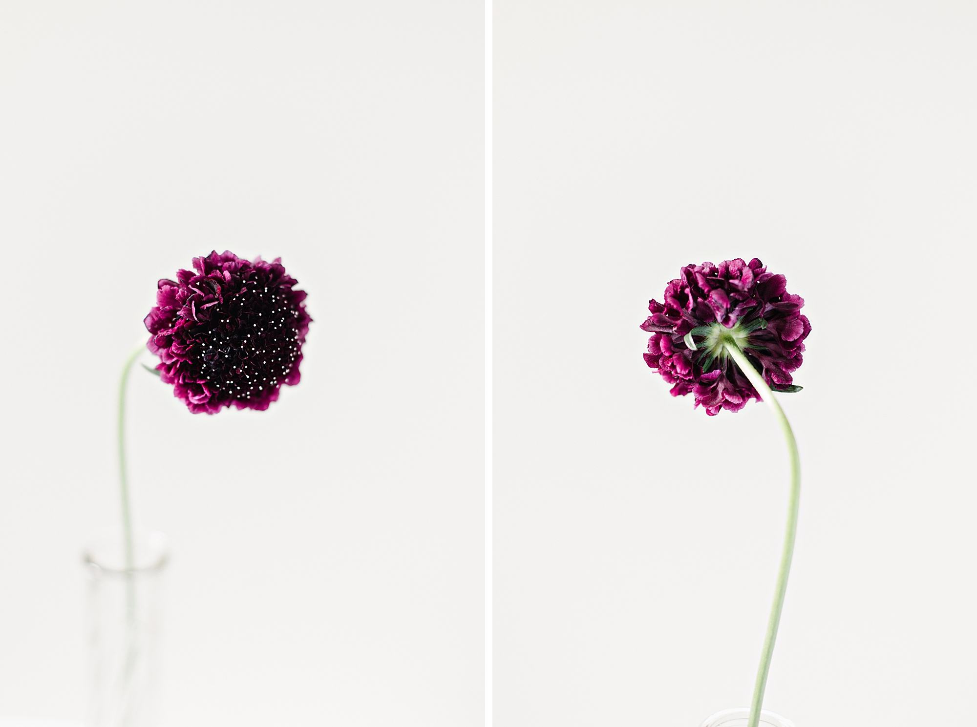 Deep purple Pincushion Flower, Scabiosa Plant photographed by Brenda Landrum of Castle Rock, Colorado