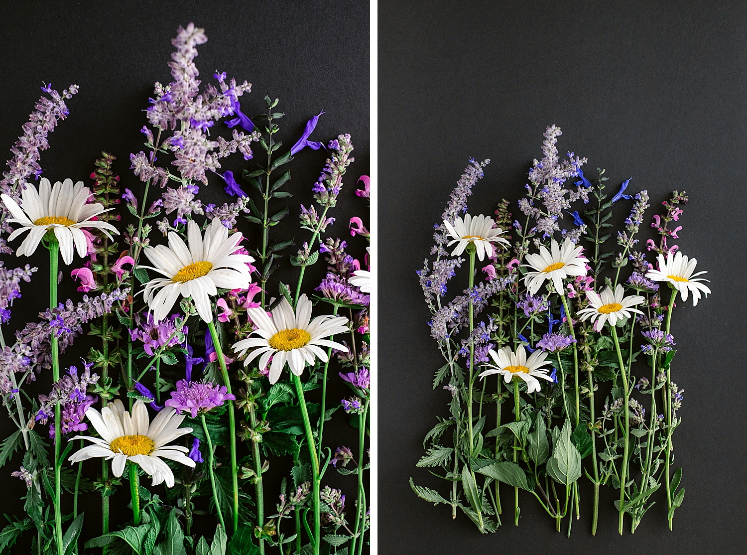 Blooming in the Garden Collection by floral photographer Brenda Landrum of Castle Rock Colorado