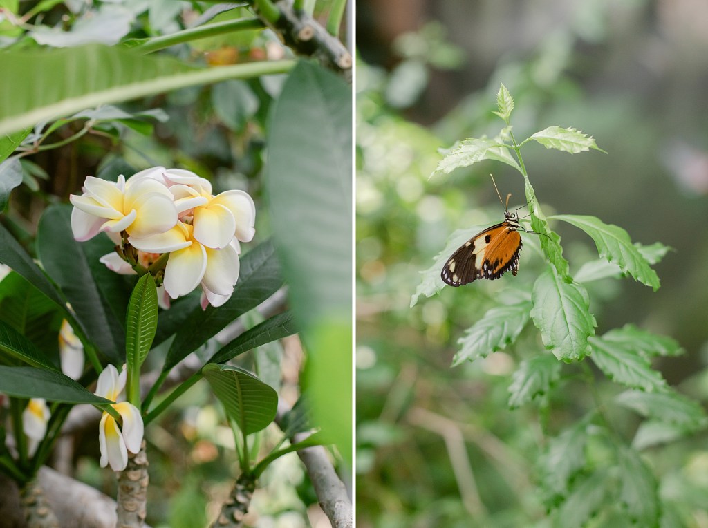 Denver Butterfly Pavilion May 2023, Brenda Landrum Photographer