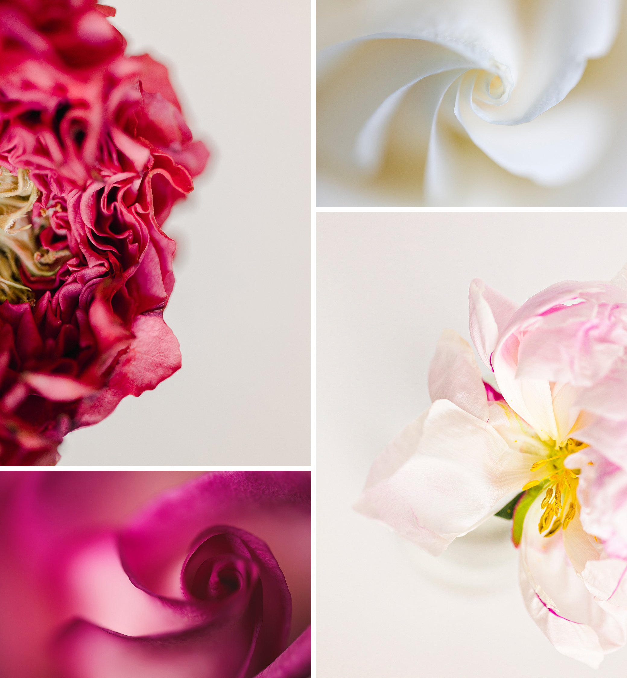 Happy Valentine's Day, Floral Photography in Pinks and Reds by Brenda Landrum
