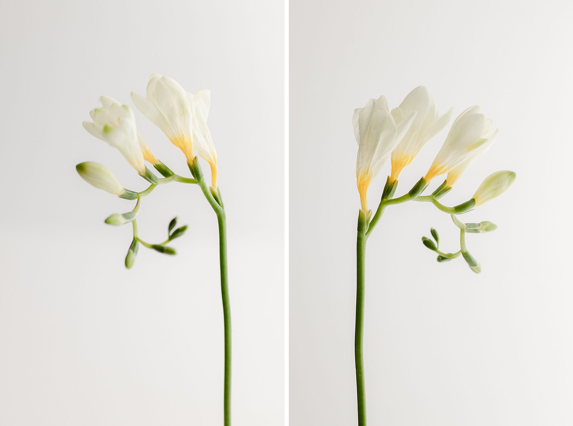 White Freesia Floral Bloom - Flower Portrait - Brenda Landrum Creative Studio Castle Pines, Colorado