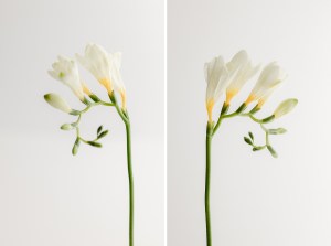 White Freesia Floral Bloom - Flower Portrait - Brenda Landrum Creative Studio Castle Pines, Colorado