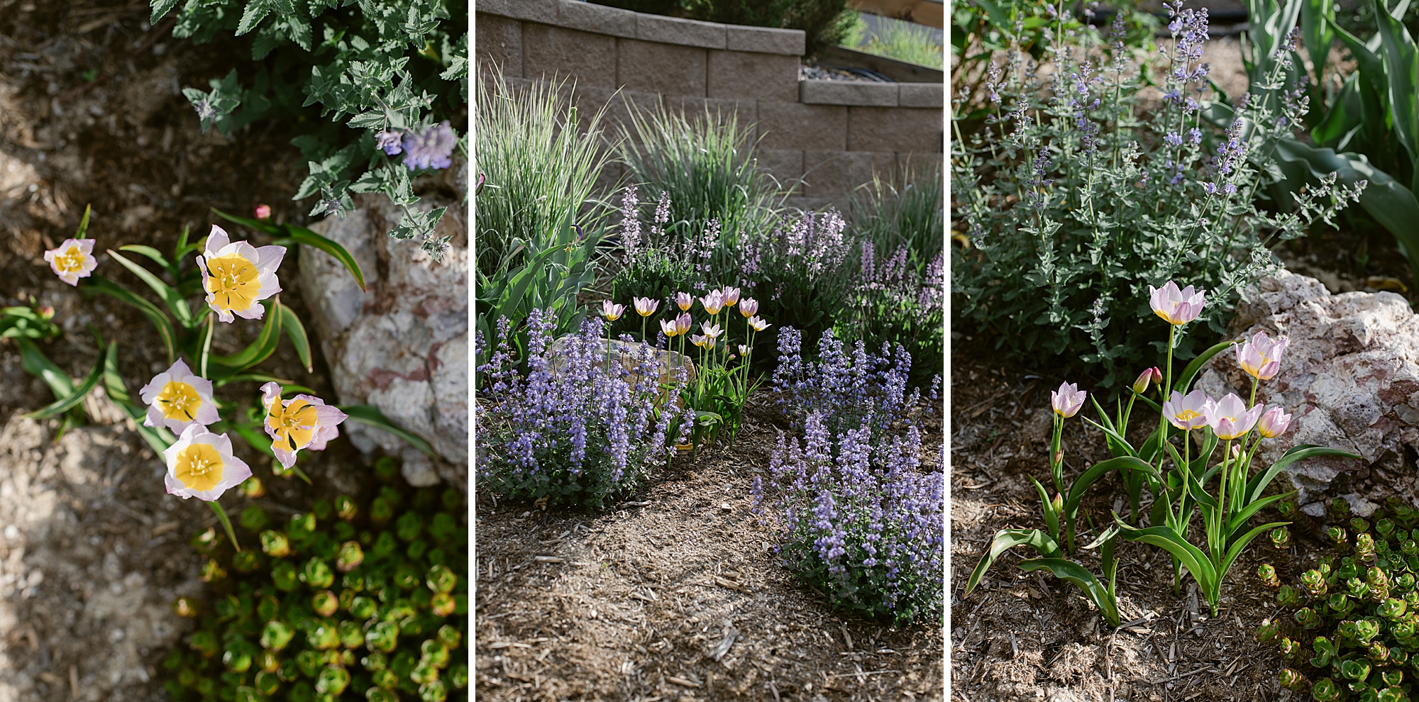 2023 May's Garden, floral photographer's personal Colorado garden.