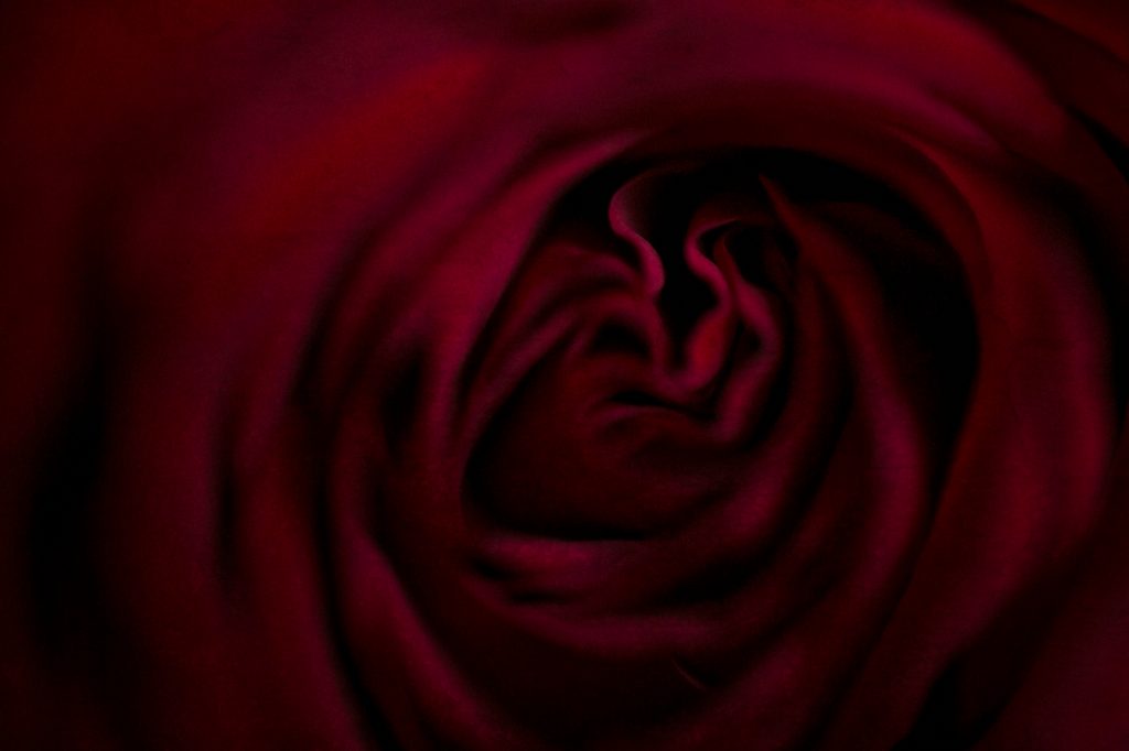 Happy Valentine's Day, Floral Photography in Pinks and Reds by Brenda Landrum