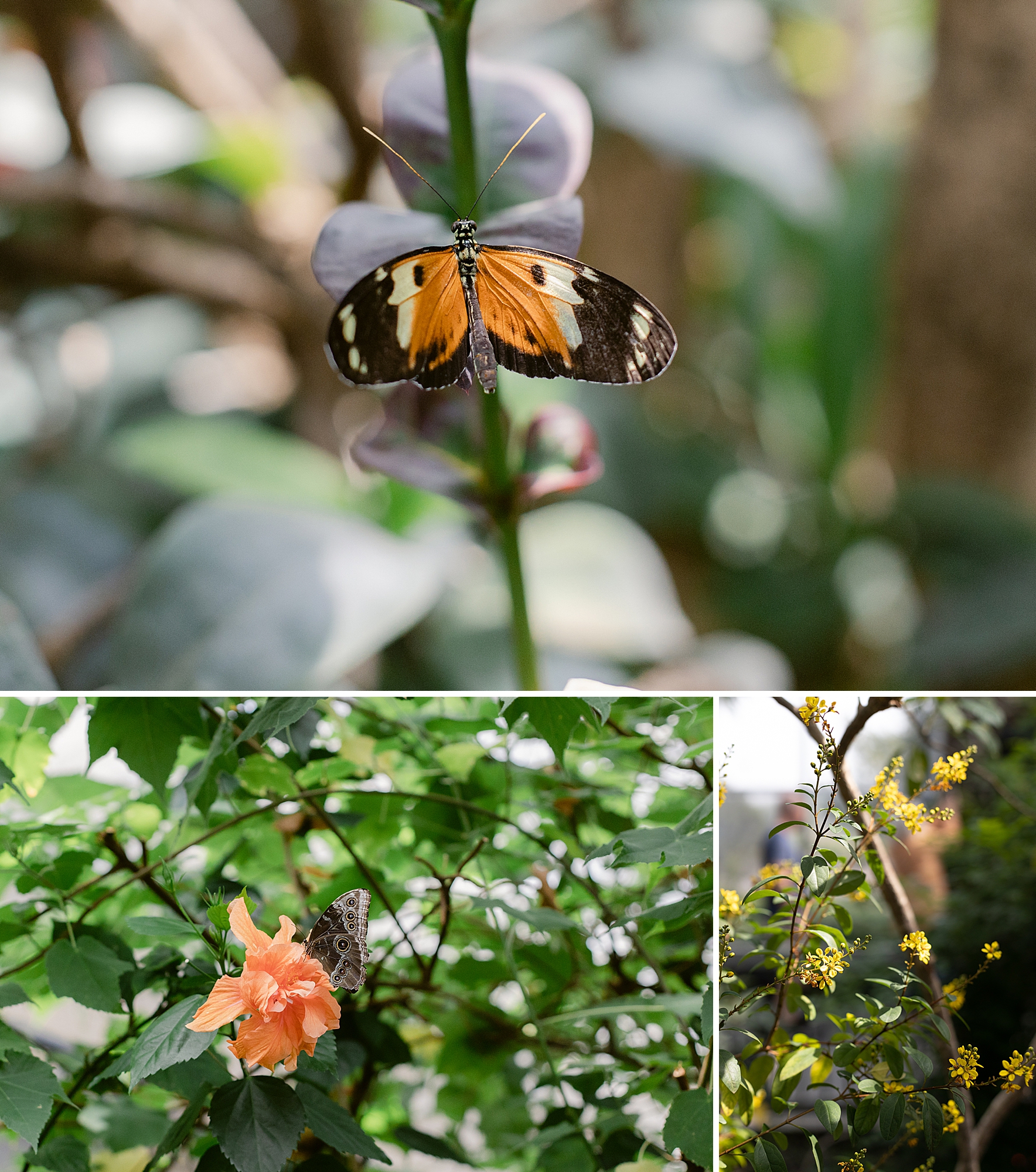 Denver Butterfly Pavilion May 2023, Brenda Landrum Photographer