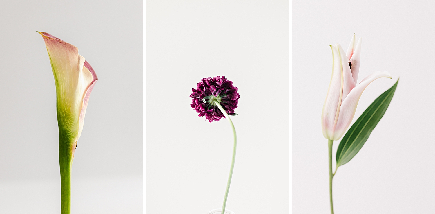 Is your art selfish? Floral Photographer Brenda Landrum of Castle Rock Colorado