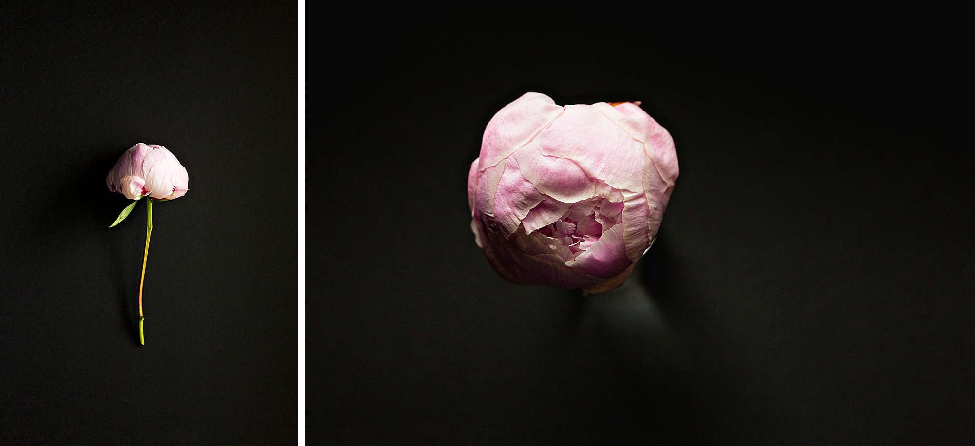 Life of a Peony, from bud to dried by Floral Photographer Brenda Landrum in Castle Pines, Colorado