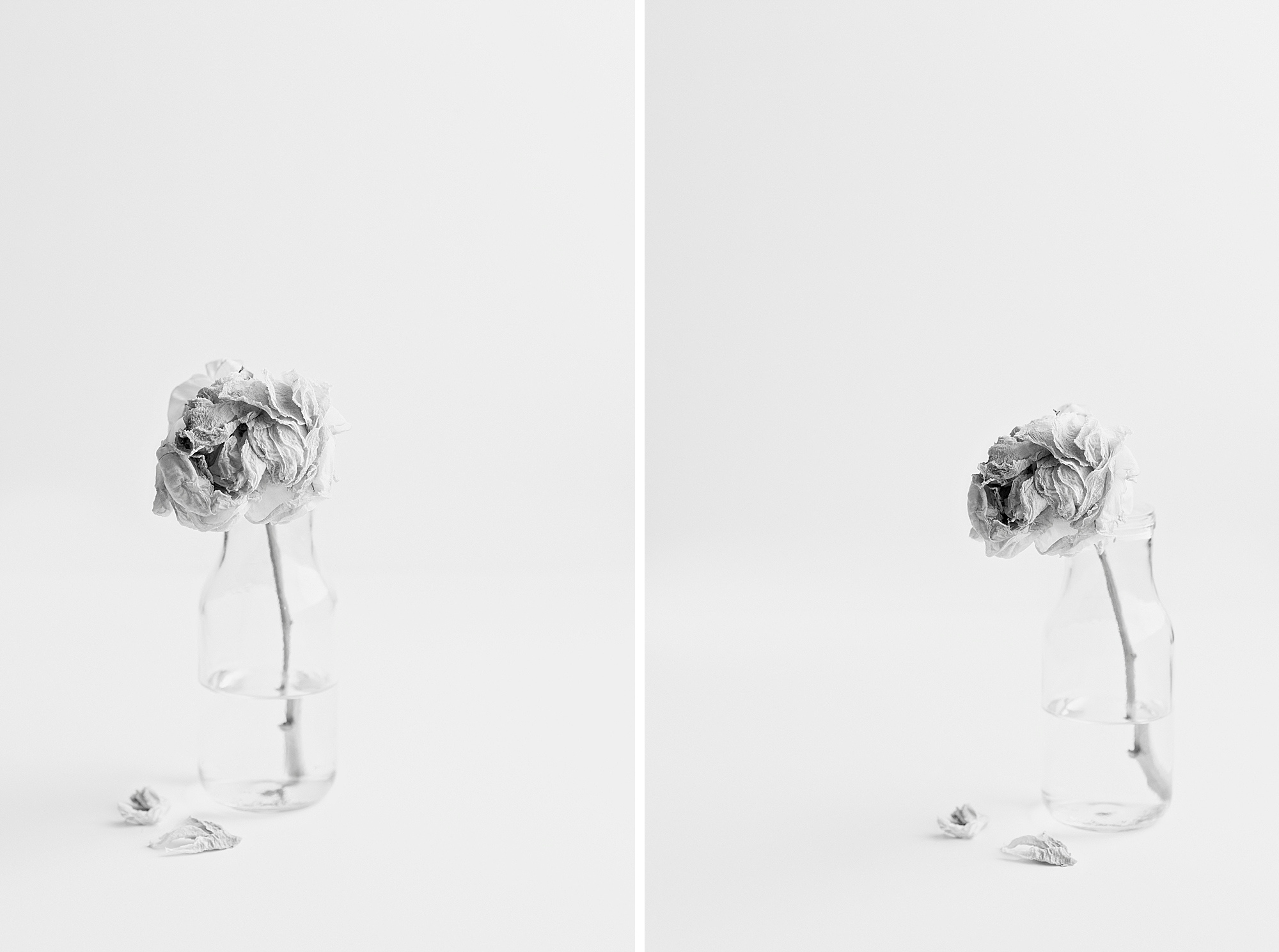 Life of a Peony, from bud to dried by Floral Photographer Brenda Landrum in Castle Pines, Colorado