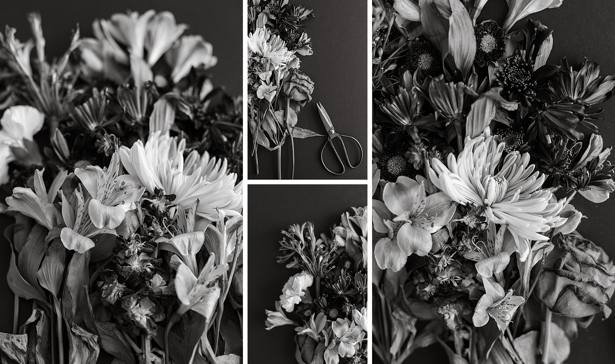 2022 Artist Goals, first floral collection of 2022, Floral Photographer Brenda Landrum of Castle Rock Colorado