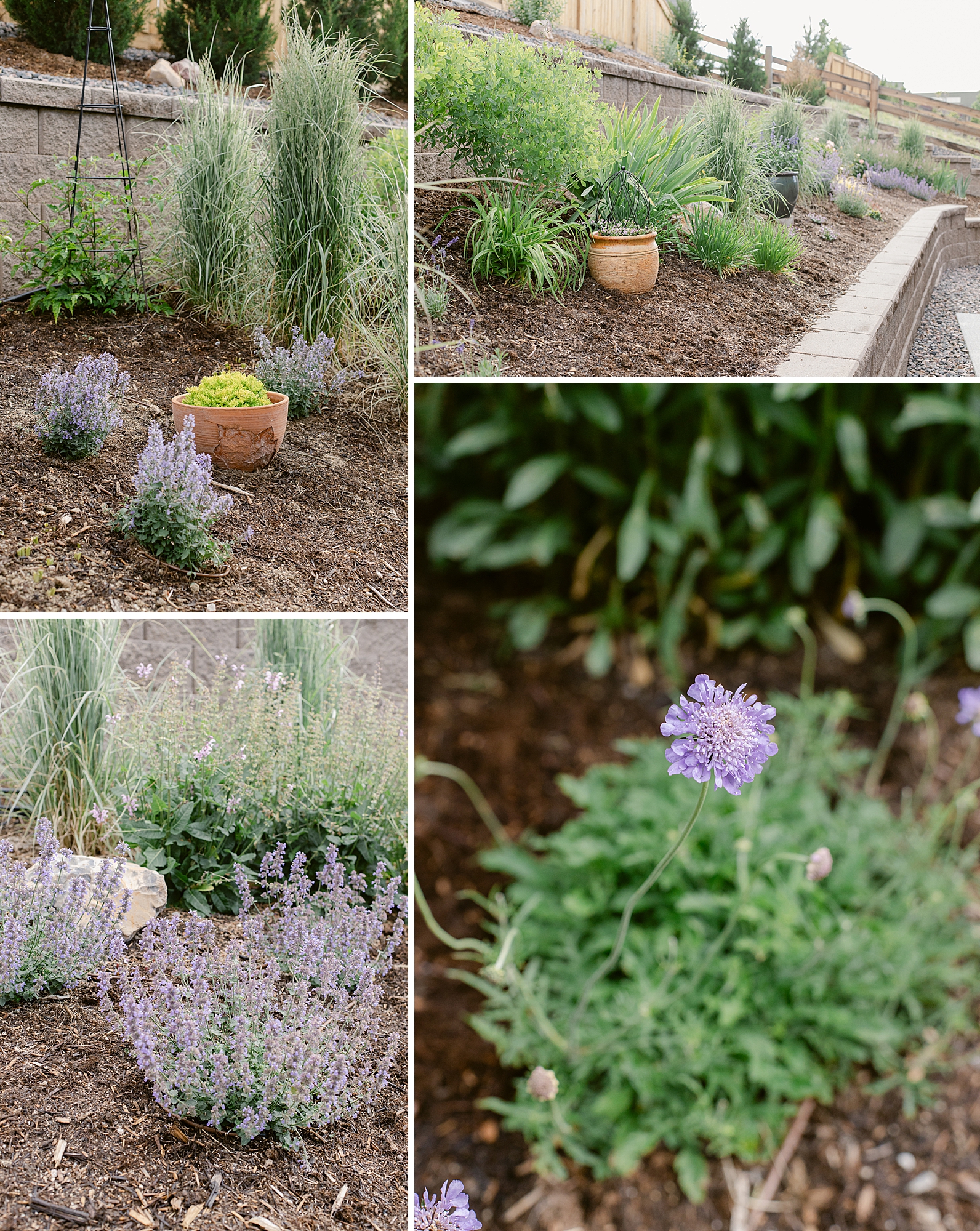 2023 June Garden, floral photographer's personal Colorado garden.