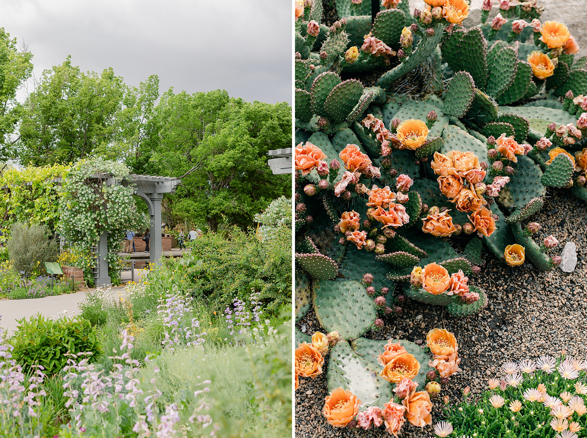 Denver Botanic Garden on York Street