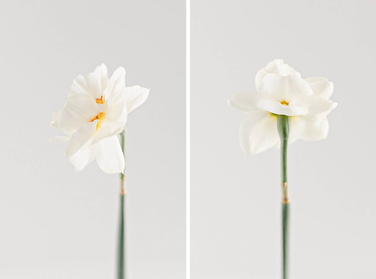 Acropolis Daffodil from Colorblends, Floral Photographer 2022 Spring Garden