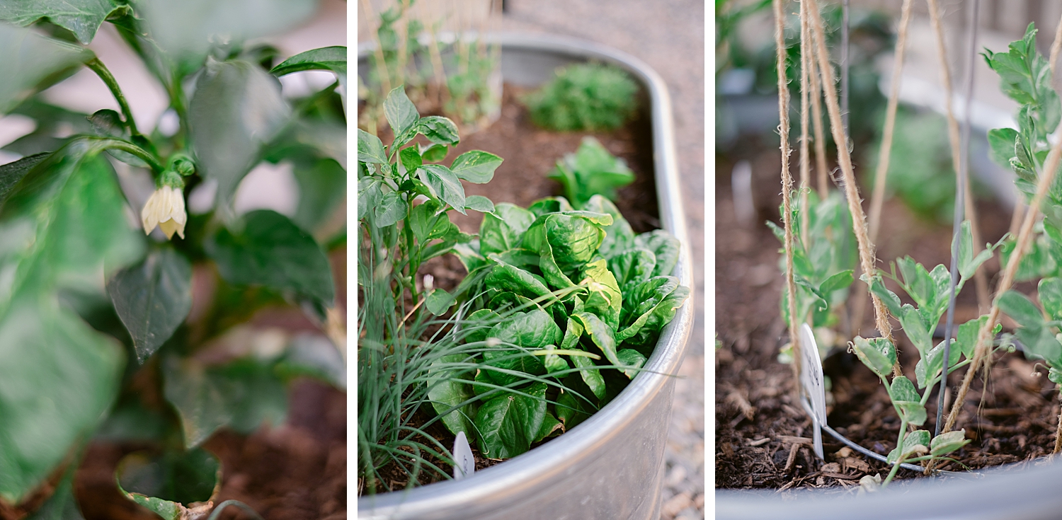 2022 July Garden Tour of floral photographer Brenda Landrum living in Zone 5b Colorado.