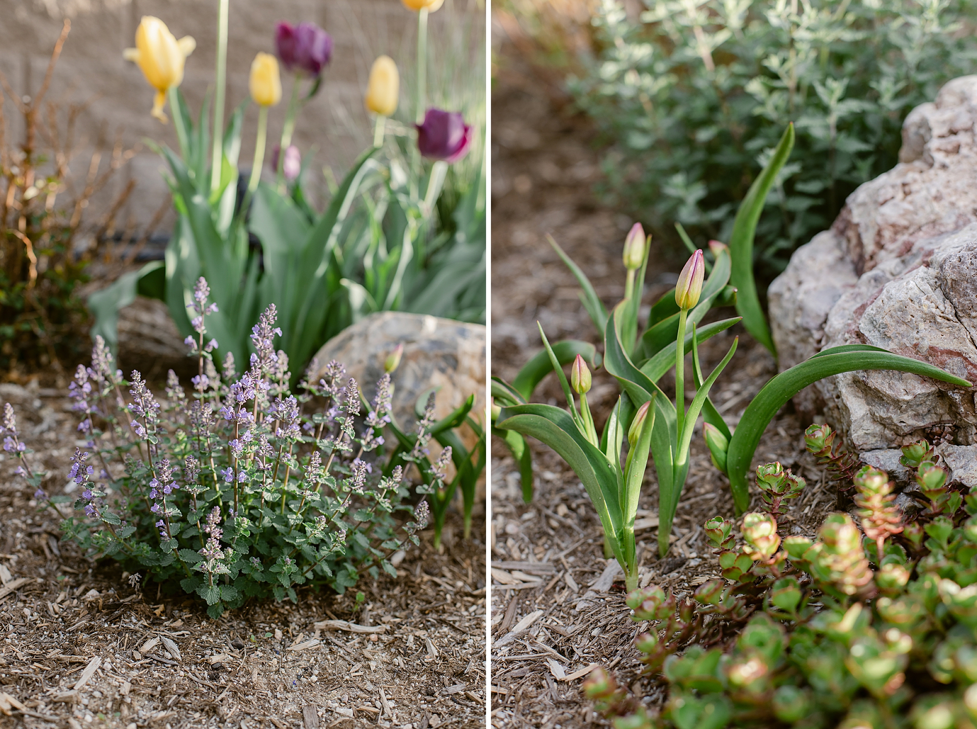 2023 May's Garden, floral photographer's personal Colorado garden.