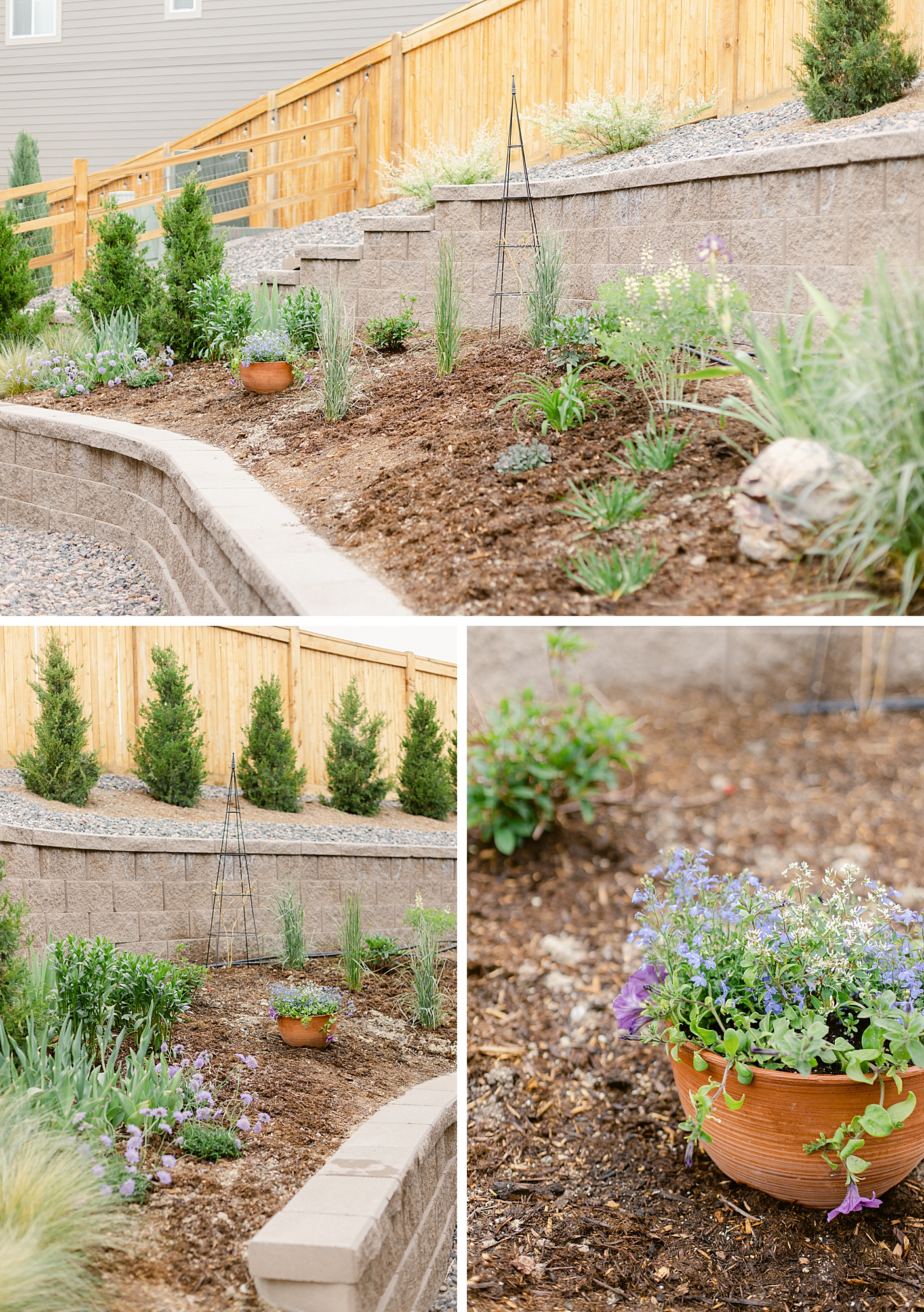 2022 June Garden Tour of floral photographer Brenda Landrum living in Zone 5b Colorado.