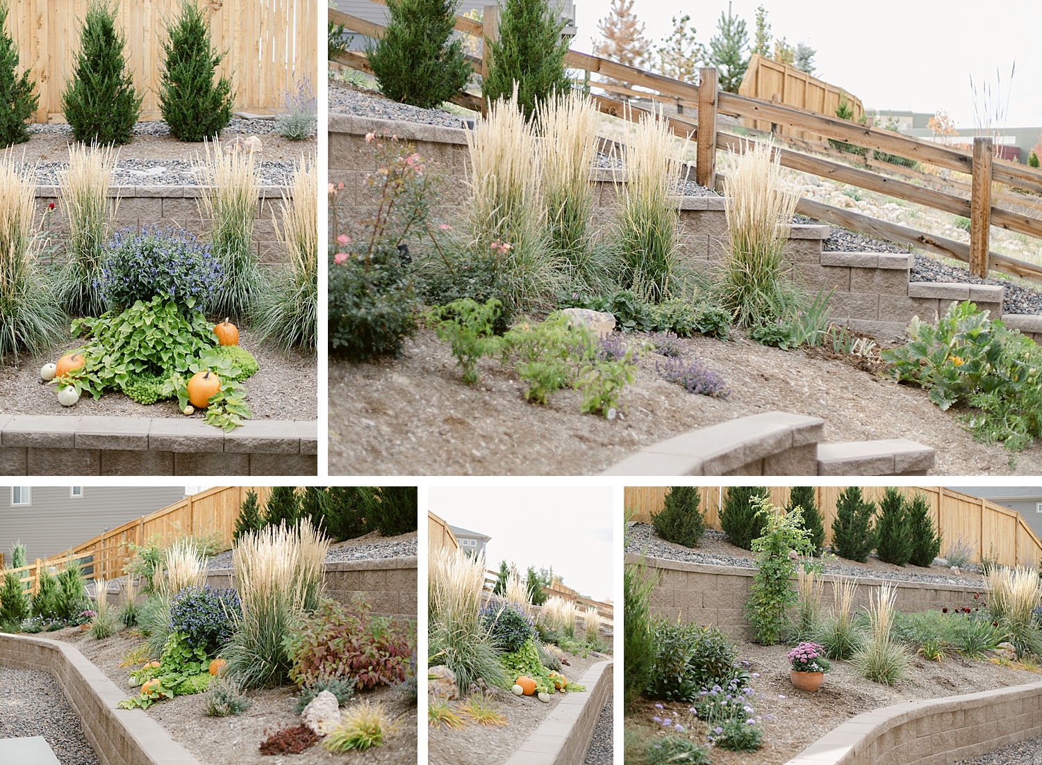 A Floral Photographer's Garden - 2022 October